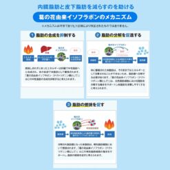 Viên Uống Giảm Mỡ Bụng Pillbox Onaka 60 Viên Viên Uống Giảm Mỡ Bụng Pillbox Onaka 60 Viên