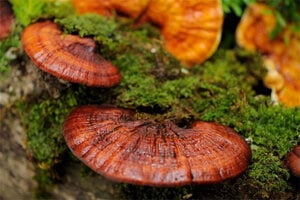 Viên Nấm Linh Chi Ikimoto Fucoidan Super Gold 240 Viên Viên Nấm Linh Chi Ikimoto Fucoidan Super Gold 240 Viên