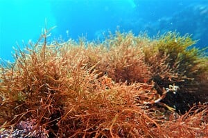 Viên Nấm Linh Chi Ikimoto Fucoidan Super Gold 240 Viên Viên Nấm Linh Chi Ikimoto Fucoidan Super Gold 240 Viên