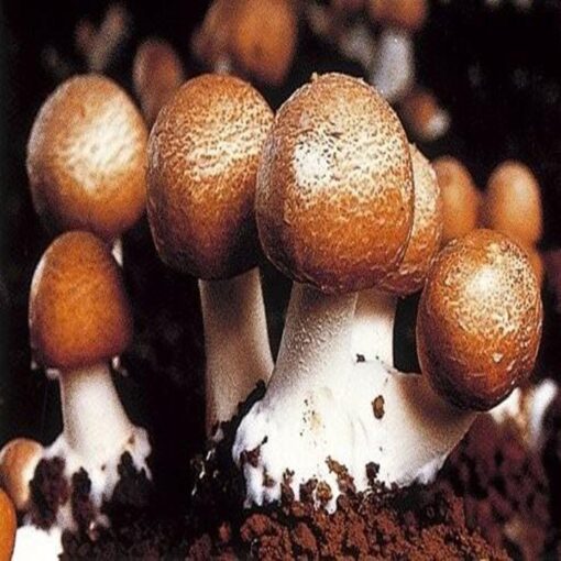 Nấm agaricus matsutake orihiro nhật bản 432 viên